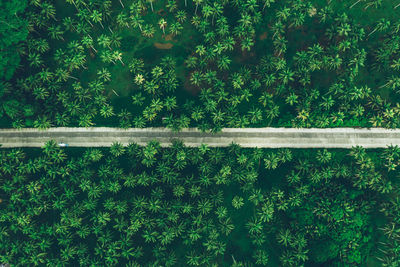 Aerial view of road amidst tropical trees on land