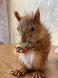 Close-up of a eating food at home