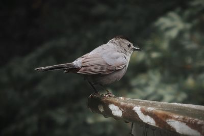 Little grey bird