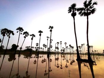 Silhouette palm trees by lake against sky