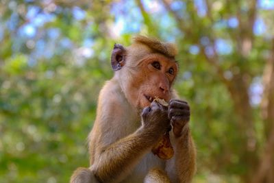 Close-up of young man eating plant