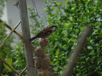 Low angle view of bird perching on branch