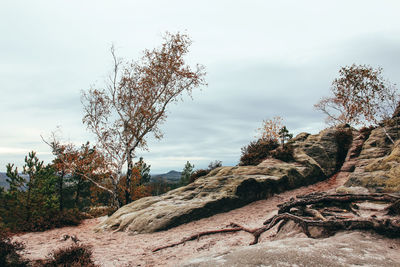 Plants growing on land against sky