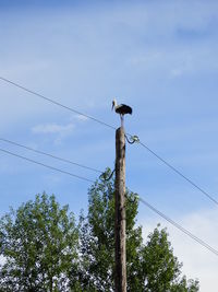 Low angle view of bird perching on cable against sky