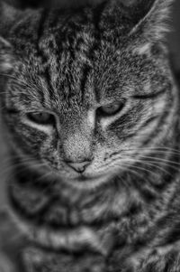 Close-up of a cat sleeping