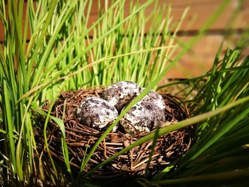Close-up of bird in nest
