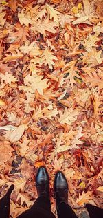 Low section of person standing on dry maple leaves