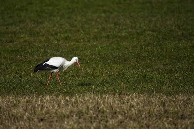 Side view of a bird on grass