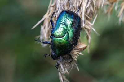 Close-up of insect