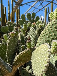 Low angle view of plants