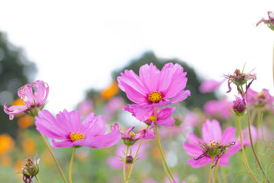 Close-up of pink flowering plants