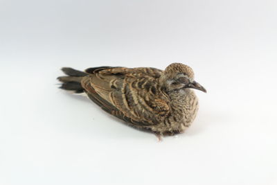 Close-up of a bird over white background