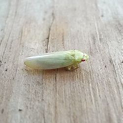 Close-up of insect on leaf