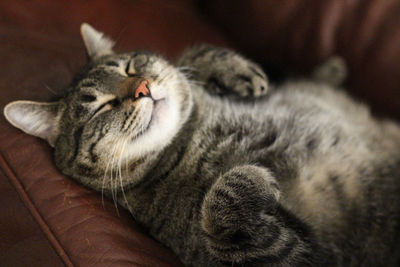 Close-up of cat sleeping