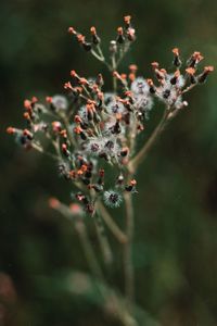 Close-up of flowering plant