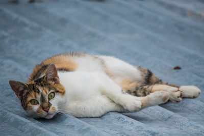 Portrait of cat resting