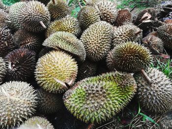 Full frame shot of succulent plant