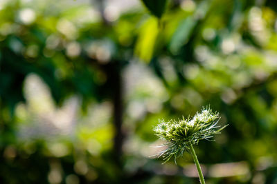 Close-up of flower blooming outdoors