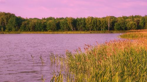 Scenic view of lake in forest against sky