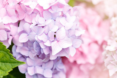 Close-up of pink cherry blossom