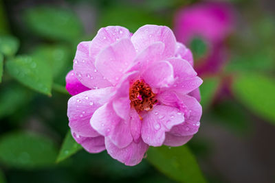 Close-up of pink rose flower