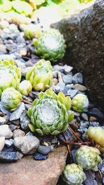 Close-up of fresh green rocks