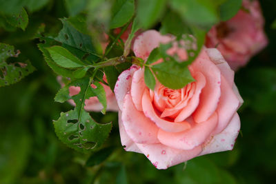 Close-up of pink rose