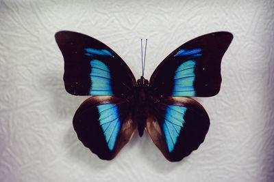 Close-up of butterfly