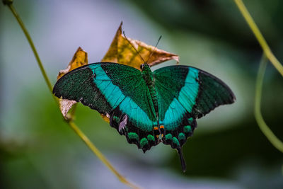 Close-up of butterfly on leaves