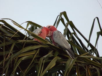 Low angle view of galahs perching on tree against sky