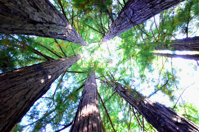 Low angle view of tree trunk