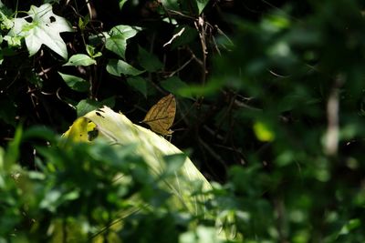 Close-up of bird perching on a plant