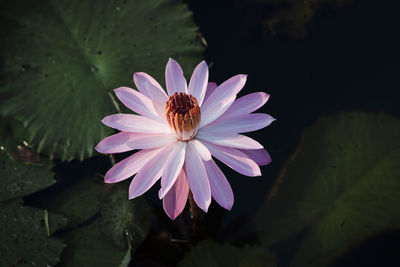 High angle view of purple water lily