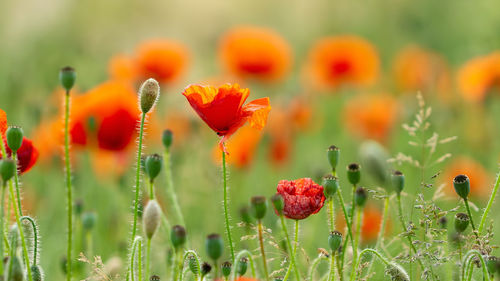 Close-up of orange poppy on field