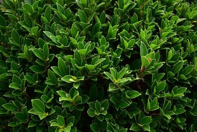 Full frame shot of fresh green leaves on field