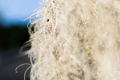 Close-up of dry plants