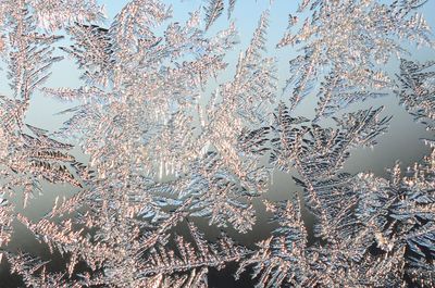 Full frame shot of frozen plants against sky