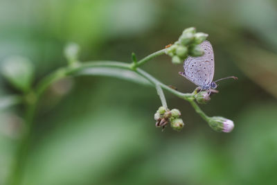 Close-up of bug on plant