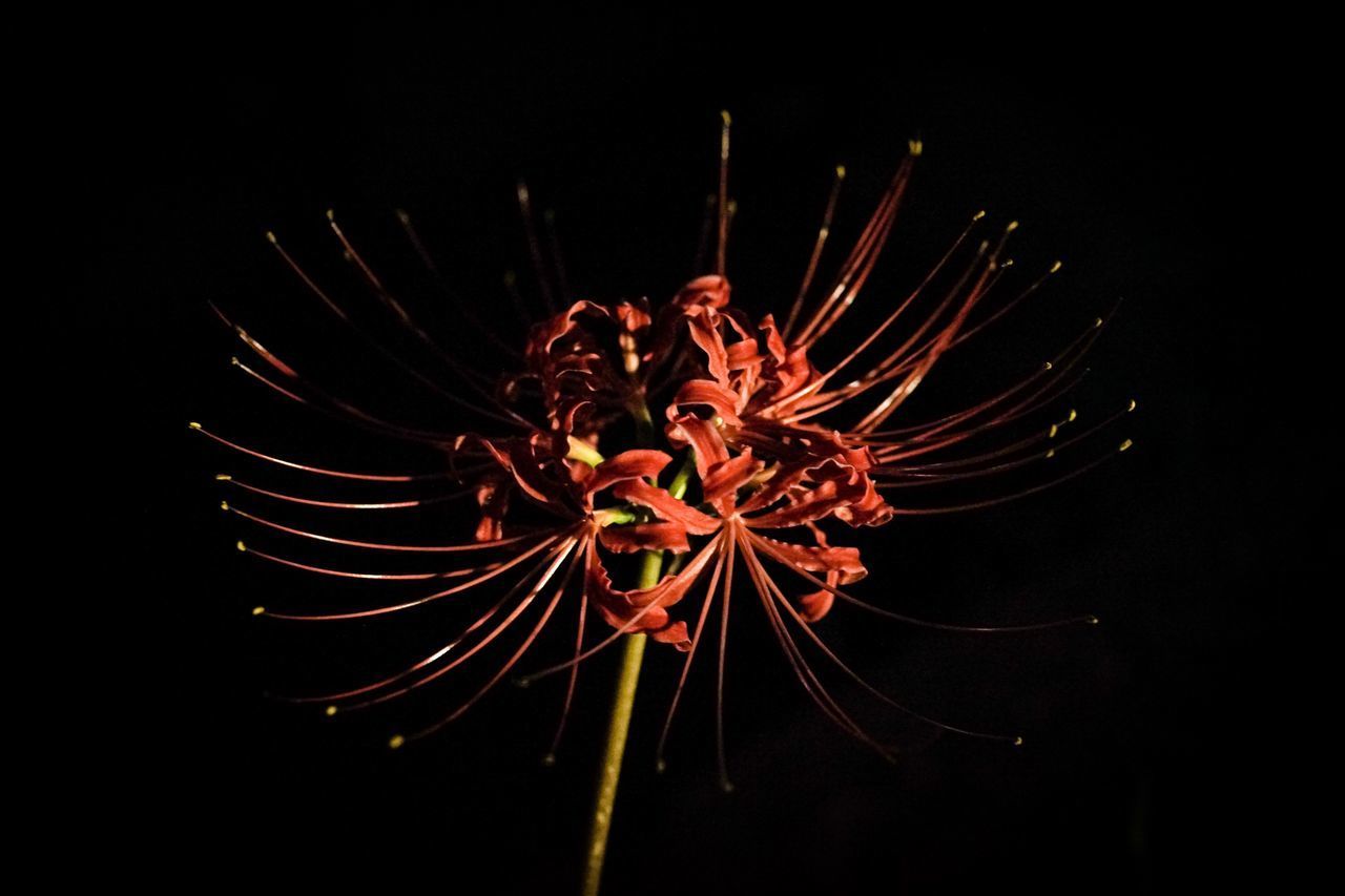 CLOSE-UP OF RED FLOWER AGAINST BLACK BACKGROUND