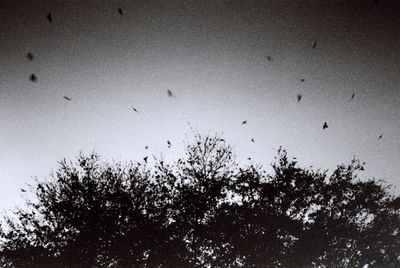 Low angle view of birds flying in sky