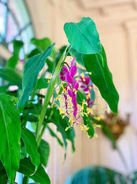 Close-up of purple flowering plant