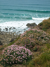 High angle view of flowering plants by sea