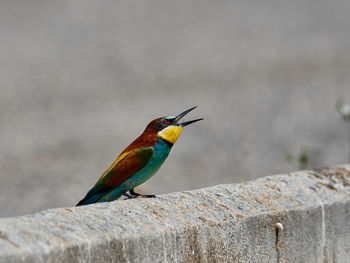 European bee-eater, merops apiaster, around xativa, spain