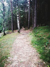 Dirt road amidst trees in forest