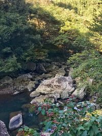 Trees growing on rocks