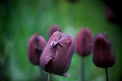 Close-up of pink tulips