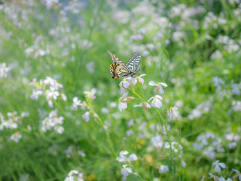 Butterfly on flower