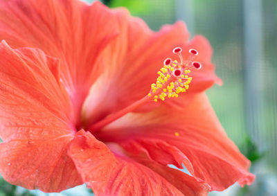 Close-up of red hibiscus flower