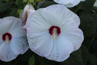 Close-up of white hibiscus blooming outdoors