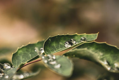 Close-up of wet plant leaves